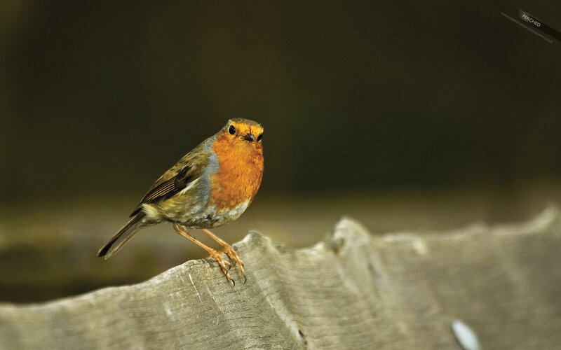 European Robin Perched — Orange