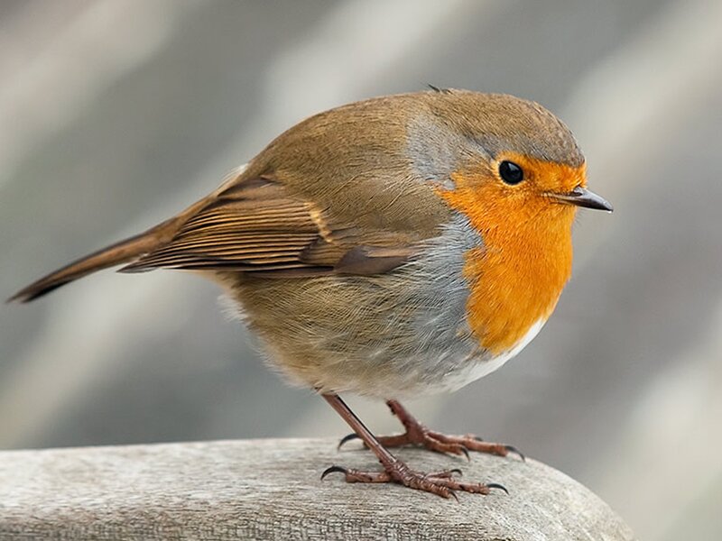 European Robin Perched