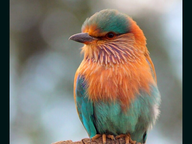 European Roller Bird