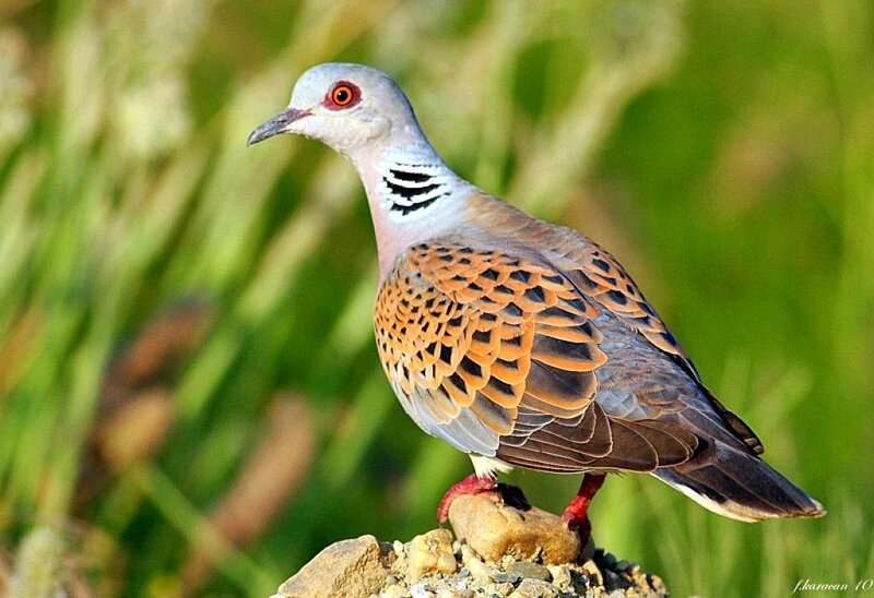 European Turtle Dove