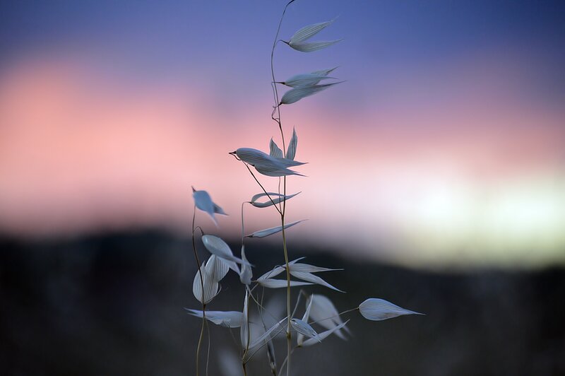 Evening grass against sunset