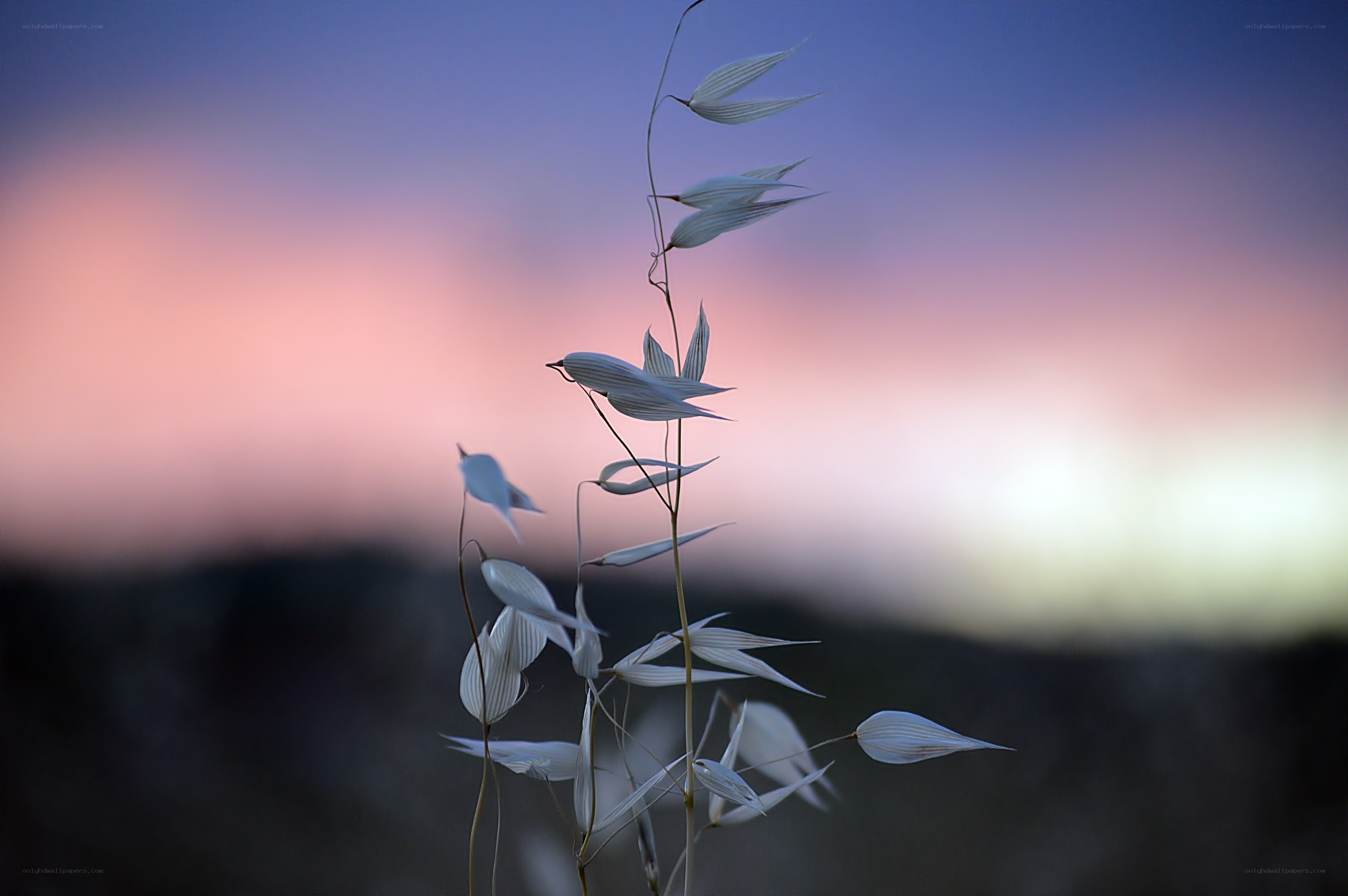 Evening grass against sunset