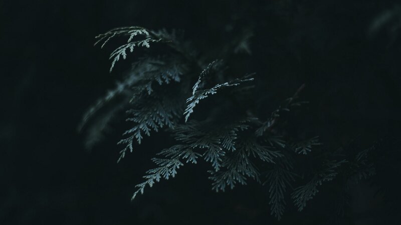 Evergreen Branch in Darkness