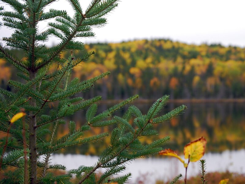 Evergreen Branch in Foreground