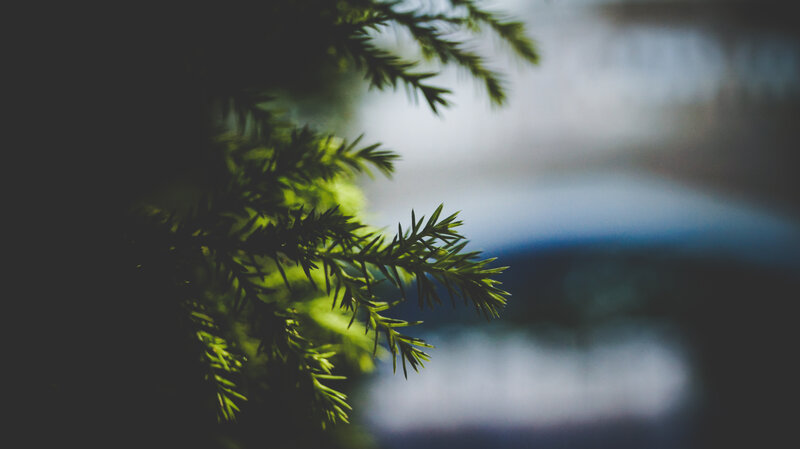 Evergreen Branch in Sunlight