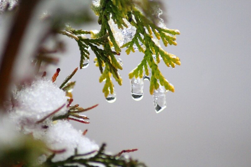 Evergreen Branch with Ice
