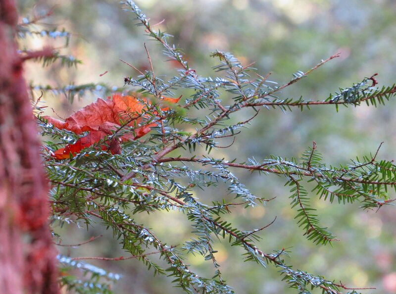 Evergreen Branch with Leaf