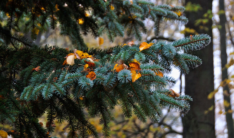 Evergreen Branch with Leaves