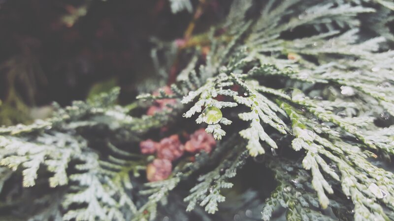 Evergreen Branch with Water Droplet