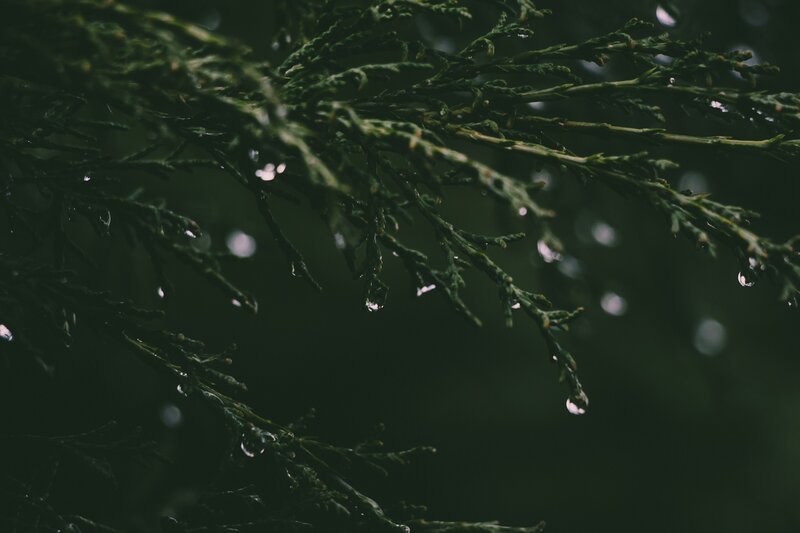 Evergreen Branch with Water Droplets