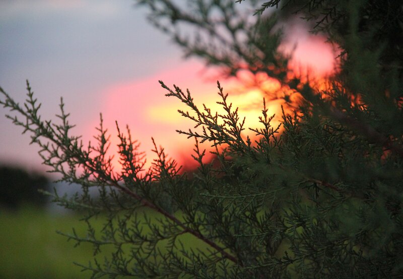 Evergreen Branches at Sunset