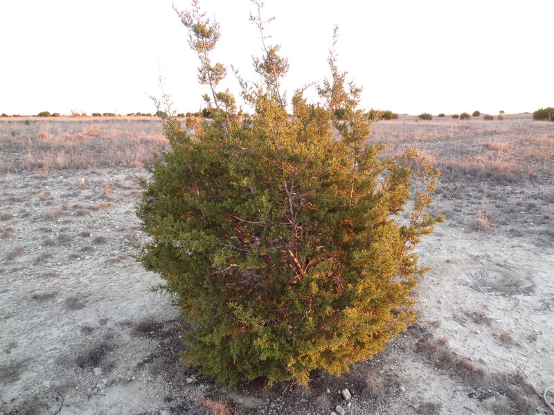 Evergreen Shrub in Field