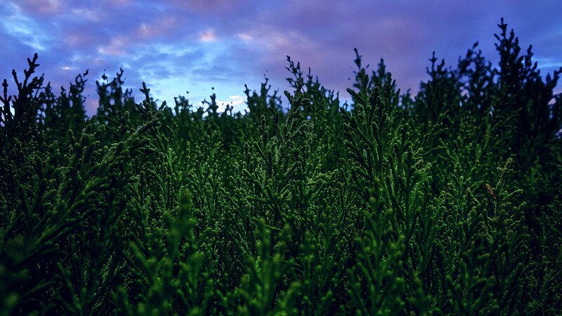 Evergreen Shrubs at Dusk