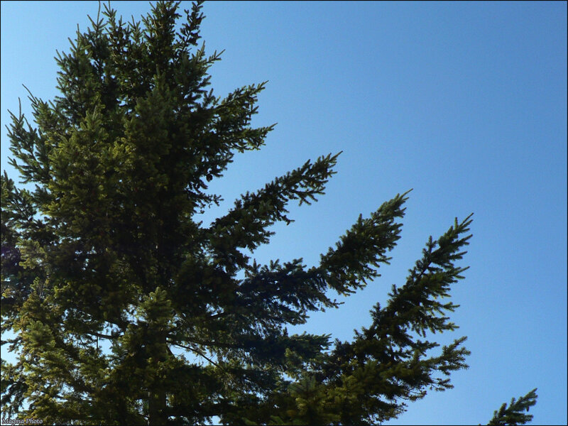 Evergreen tree against blue sky