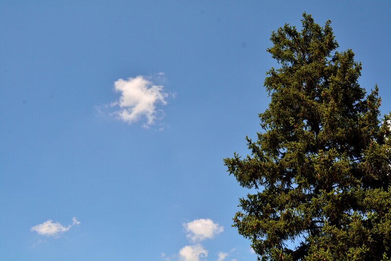 Evergreen Tree Against Sky — Blue