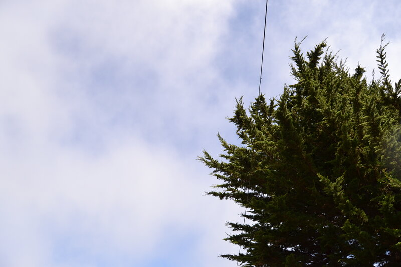 Evergreen Tree Against Sky