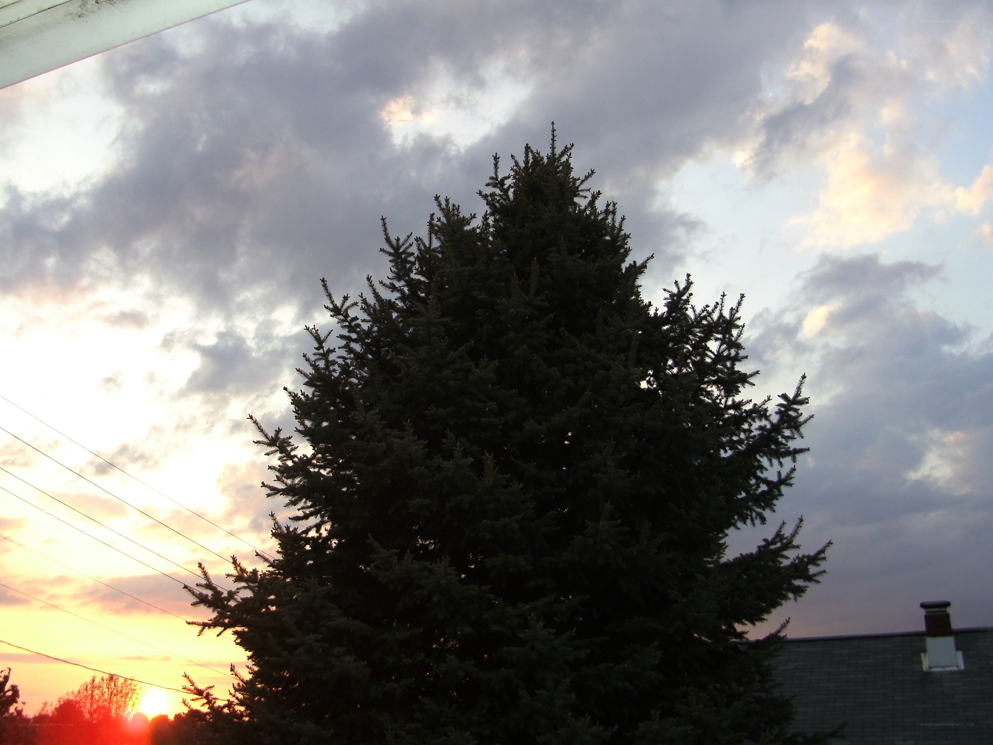 Evergreen tree at sunset