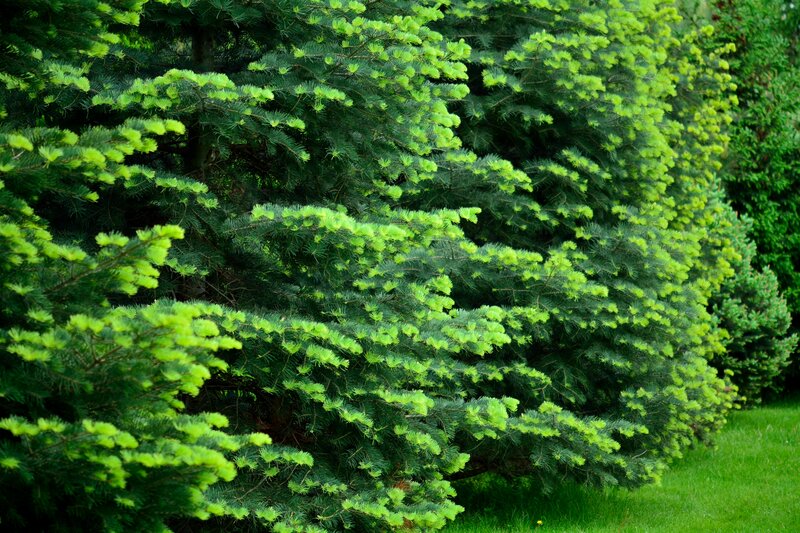 Evergreen Tree Branches