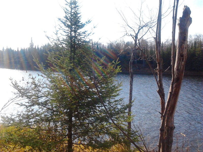 Evergreen Tree by Lake