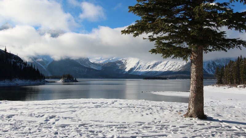 Evergreen Tree by Lake — White