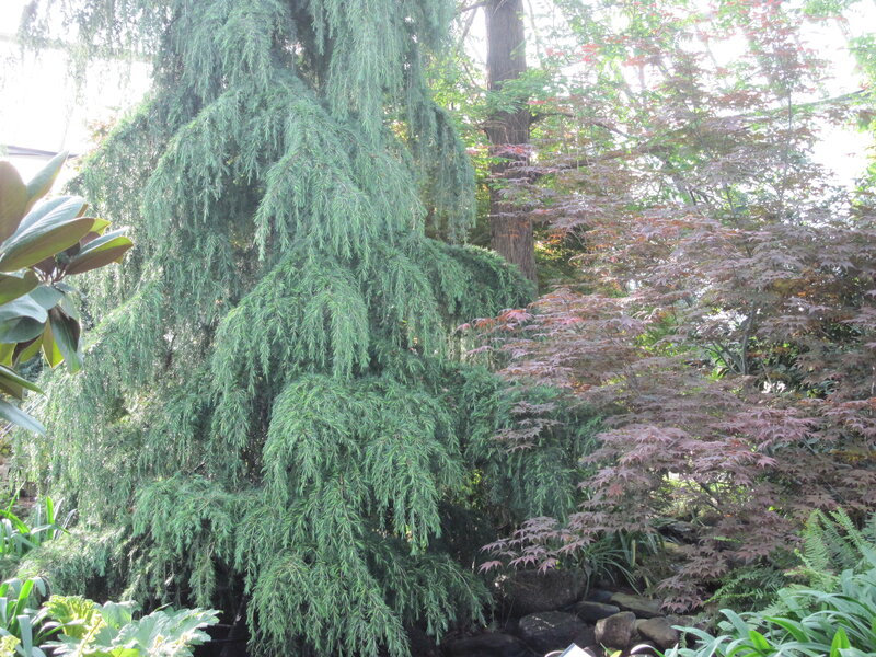 Evergreen Tree in Garden