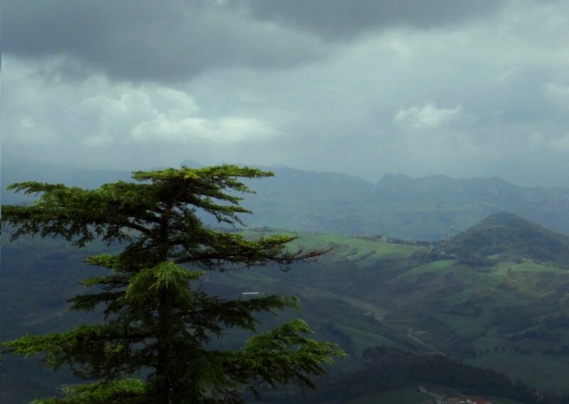 Evergreen Tree in Mountains