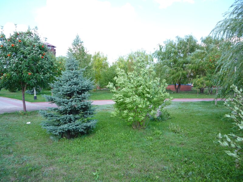 Evergreen Tree in Park