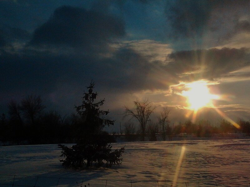Evergreen Tree in Snow — Blue, Dramatic
