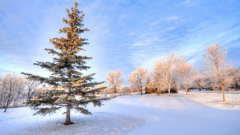 Evergreen Tree in Snow — Blue, Serene