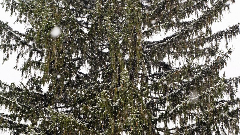 Evergreen Tree in Snow — Green, Calm
