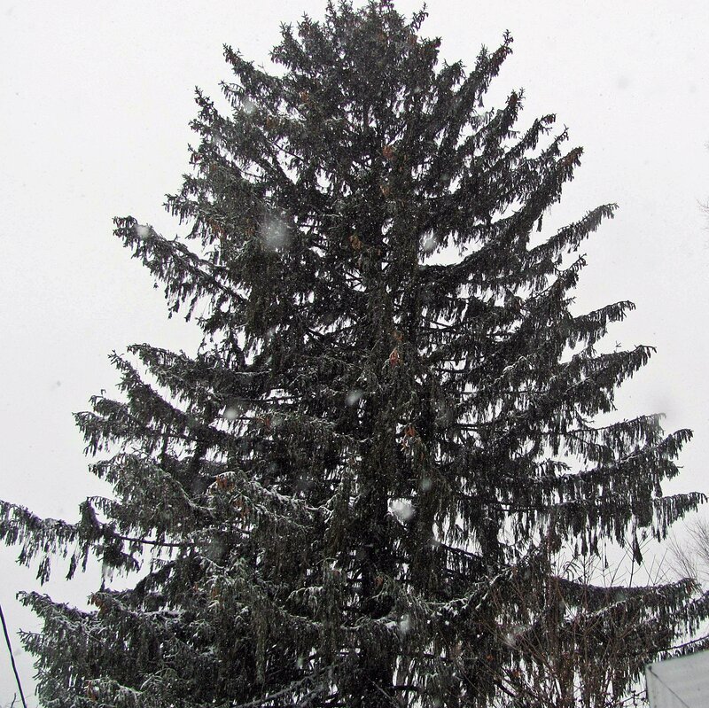 Evergreen Tree in Snow — Green, Cold