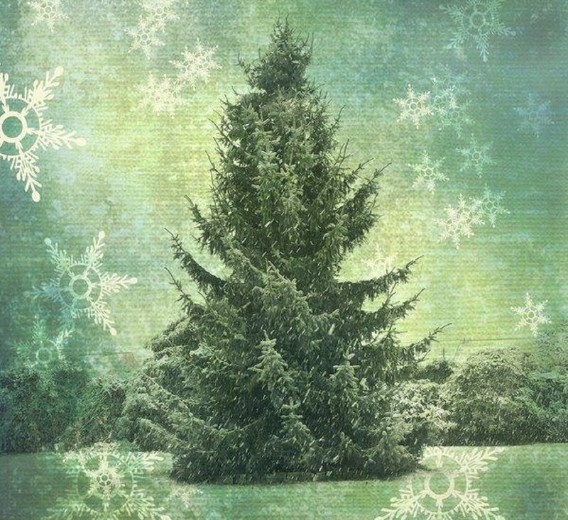 Evergreen Tree in Snow — Green, Serene
