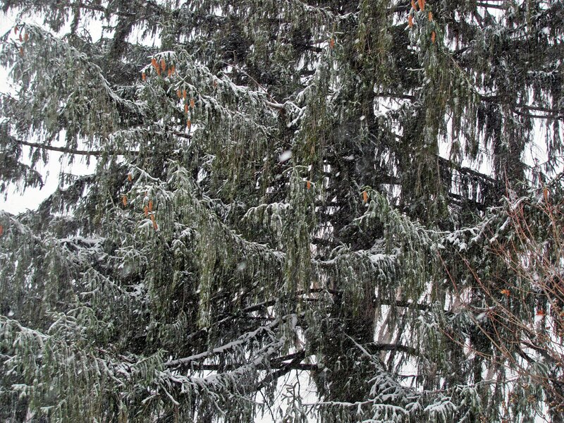Evergreen Tree in Snow — Green