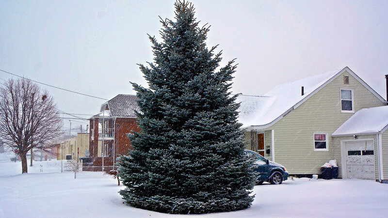 Evergreen Tree in Snow — White, Cold