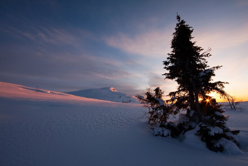 Evergreen Tree in Snow — White, Serene, Sunset