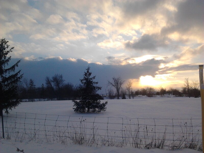 Evergreen Tree in Snow — White, Serene
