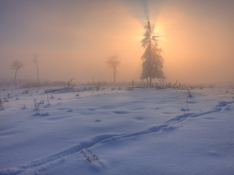 Evergreen Tree in Snow — White, Serene, Winter, Photograph