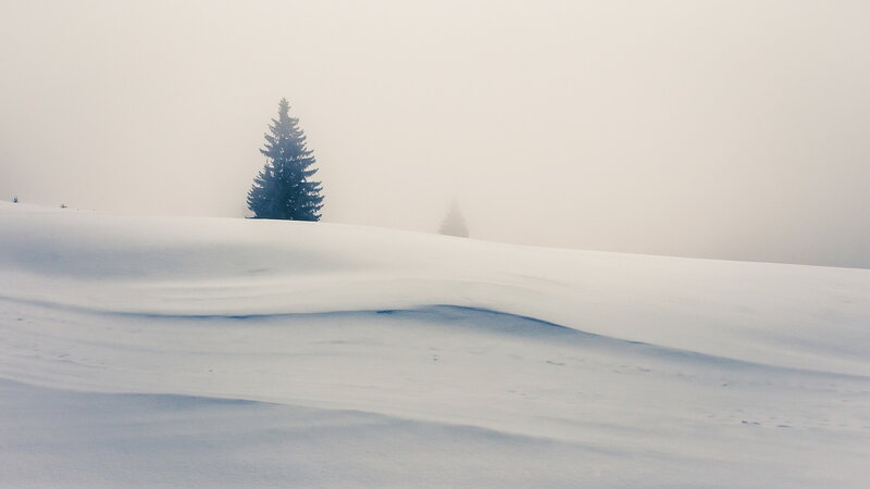 Evergreen Tree in Snow — White, Serene, Winter