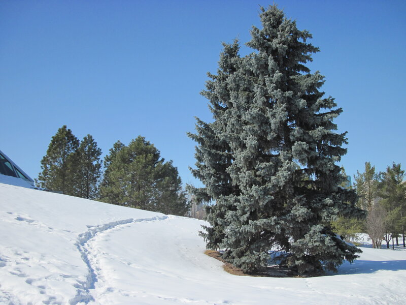 Evergreen Tree in Snow — White