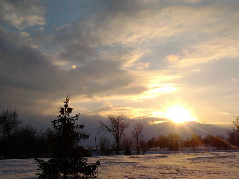 Evergreen Tree in Snow — Yellow