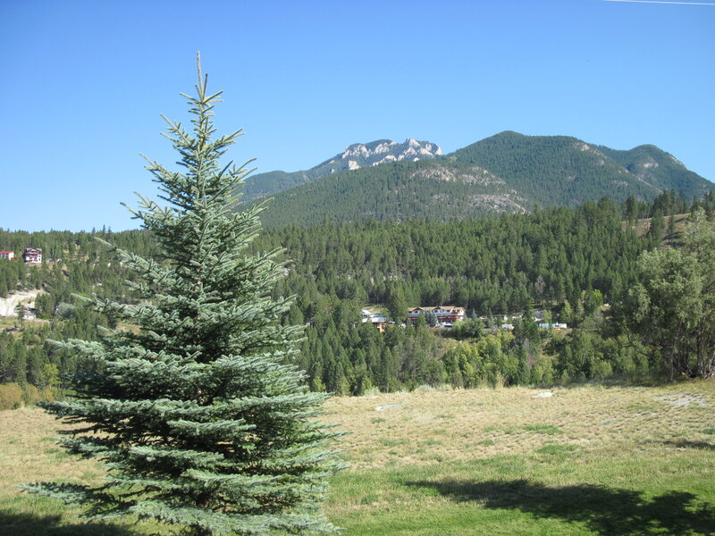 Evergreen Tree in Valley