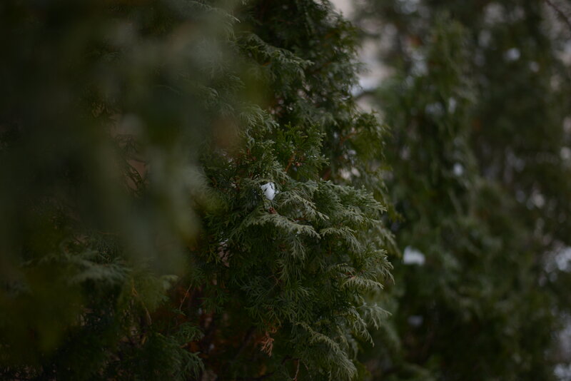 Evergreen Tree with Snow — Green