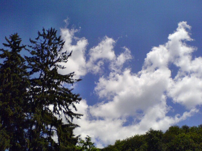 Evergreen Trees and Clouds