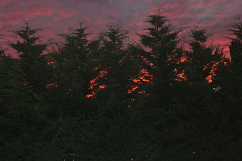 Evergreen Trees at Dusk