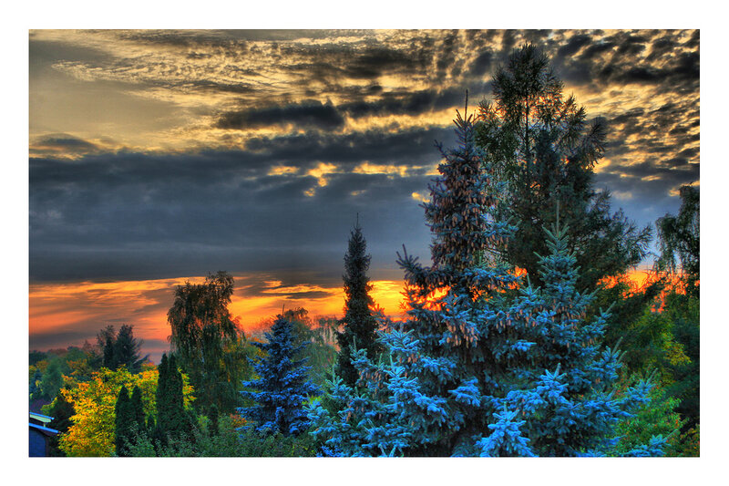 Evergreen Trees at Sunset