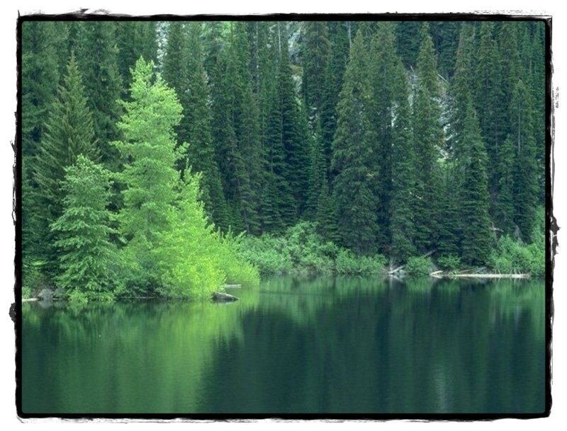 Evergreen Trees by Lake