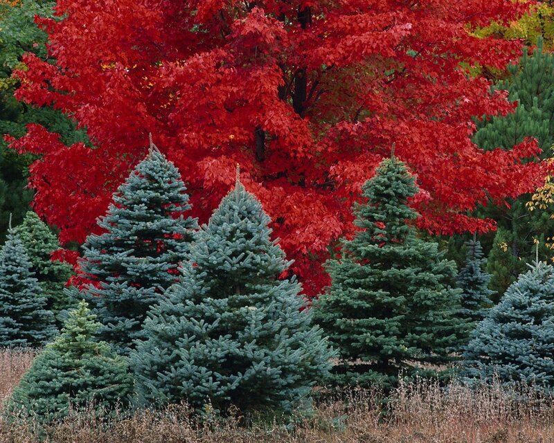 Evergreen Trees in Autumn
