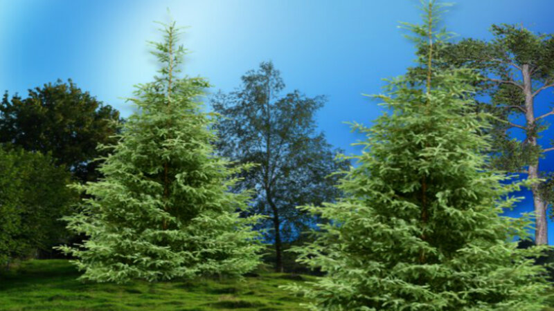 Evergreen Trees in Field