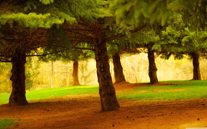 Evergreen Trees in Forest — Green