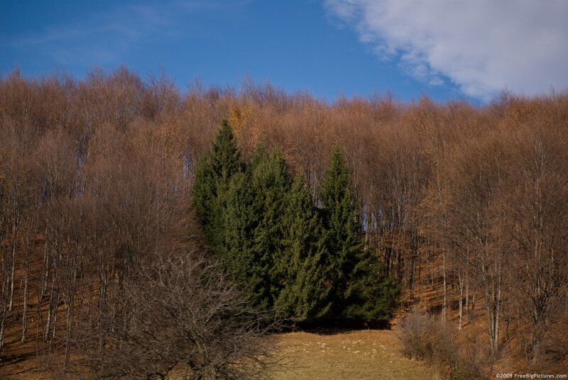 Evergreen Trees in Forest